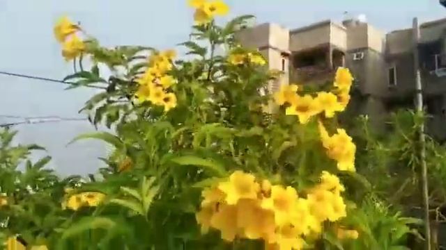 Usha's Garden | Plumeria Alba Plant Care | चम्पा के पौधे का ध्यान कैसे रखें смотреть онлайн
