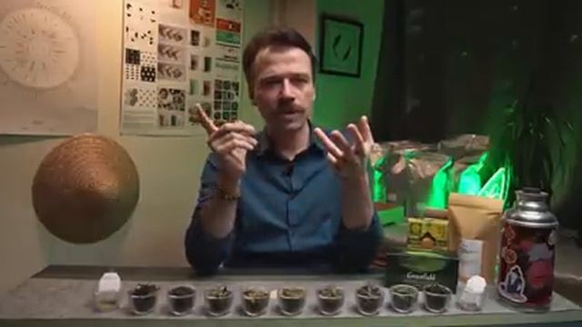 Зелёный чай. Всё, что нужно знать перед покупкой | Art of Tea, китайский чай