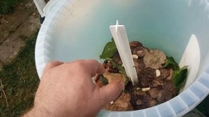 Солим грибы горячим способом.