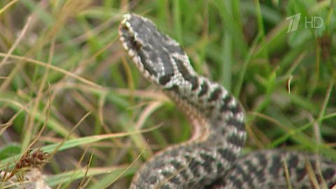 Нынешнее лето в столичном регионе называют одним из самых опасных по количеству ядовитых змей