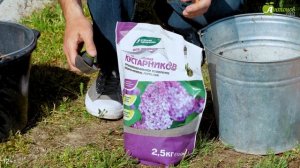 Чубушник: как посадить по всем правилам