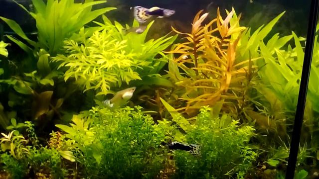 Все это в 40 литровом аквариуме смотреть онлайн