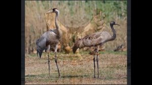 КРАСНАЯ  КНИГА  ГОРНОГО  АЛТАЯ.  Автор видеоролика Елена Тарасова.