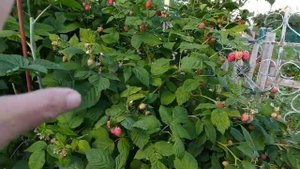 Солнечные ожоги на малине. Что делать?