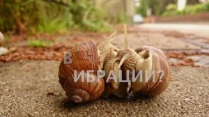 Почему после дождя черви/слизняки/улитки вылезают на дорогу?