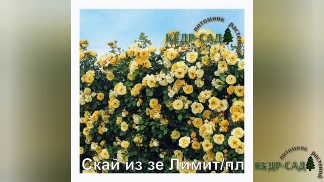 Розы плетистые,клаймберы. Эти красотки украсят ваш сад! смотреть онлайн