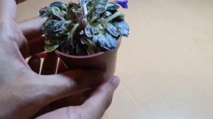 African Violet Blue flax Trailing miniature (Н-Синий лён)