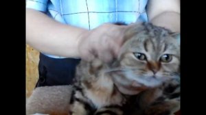 Как чистить уши кошке?