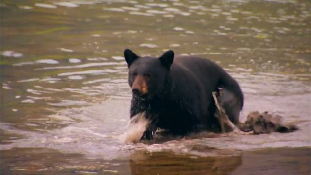 Fairmont Jasper Park Lodge - Summer смотреть онлайн