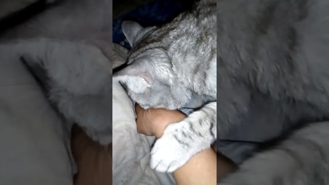 Кот делает это с моей рукой смотреть онлайн