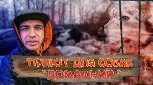 Помогли приюту для собак. Как содержат животных