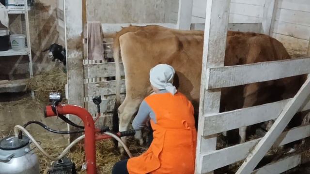 ЗАКУПИТЬ КОРОВ И РАСПРОДАТЬ КОЗ