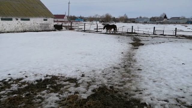 кобылка первородка. выгоняю на улицу с жеребенком