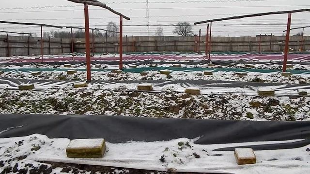 О сложности укрытия винограда.Беларусь. смотреть онлайн