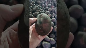 3 ноября 2022 г. лучший картофель по качеству из Свердловской области сорта Лабелла, Ред Леди