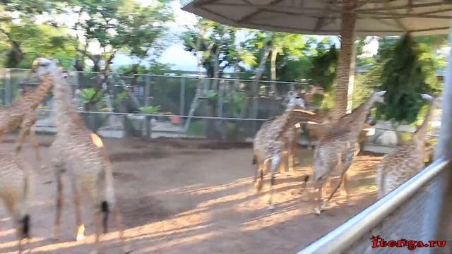 Парк миллионолетних камней в Паттайе смотреть онлайн