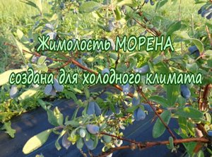 Жимолость Морена - создана для холодного климата.