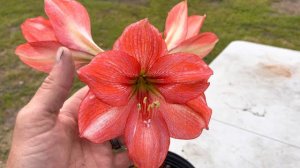 Maguire Jeanette Amaryllis Hippeastrum