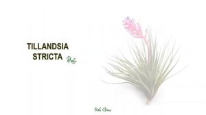 49 TILLANDSIA OR AIRPLANT SPECIES |  HERB STORIES