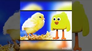 Ми-ми-мишки в реальной жизни!/Be-be-bears in real live!