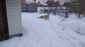 ВЕО Мишаня и алабай Джесси, нам 4 года