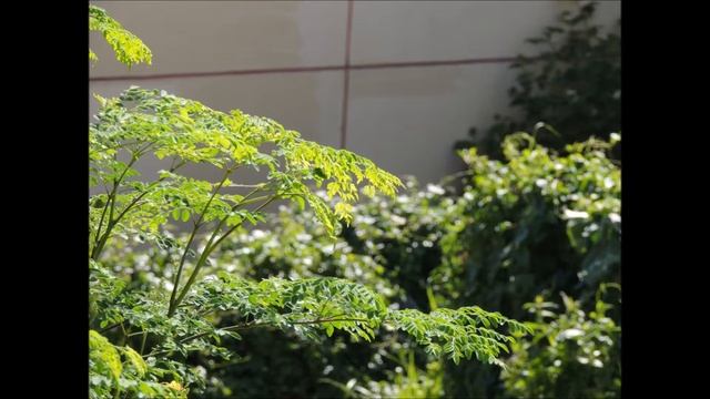 Nikon p510 (blind by Lifehouse) смотреть онлайн