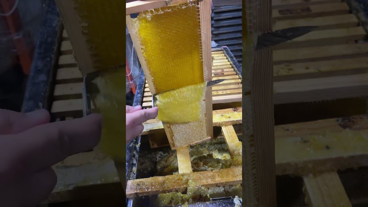 Распечататка рамок. Качаем мед! Как же это #залипательноевидео #bee #beekeeping #пчеловодство