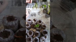 Герань на подажу! Лучший способ размножения герани бизнес в деревне