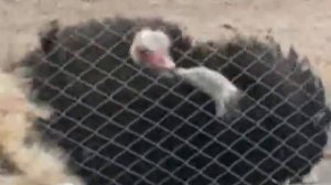 Брачный Танец Страуса