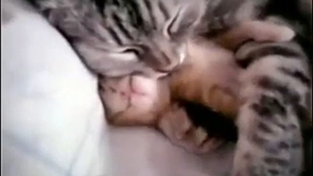 Кошка обнимает котенка которому снится страшный сон смотреть онлайн