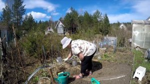 Сажаем кабачки, тыквы, патиссоны вместе с Бабушкой Ирой.