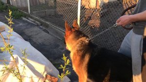 Агрессия немецкой овчарки