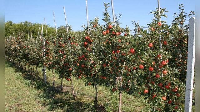 Особенности посадки плодовых деревьев