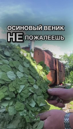 Осиновый веник для бани