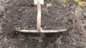 Картофель без колорадского жука и проволочника