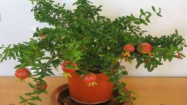 Хурма: популярные сорта