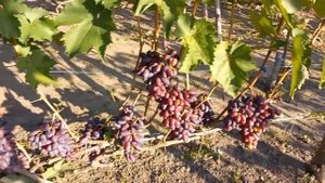 Виноград Байконур 2021