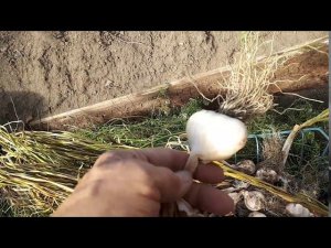 Чеснок яровой,как его отличать от озимого?