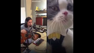 1 HOUR The Kiffness X Big Billy, The Biggest Wet Willy (Live Looping Talking Cat Remix)