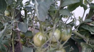 🍅ТОМАТ ДЕ БАРАО - САМЫЙ ЛЮБИМЫЙ МОЙ СОРТ, КРАСНЫЙ, РОЗОВЫЙ, ЗОЛОТОЙ ОТ АЭЛИТЫ. СЕНТЯБРЬ 2023