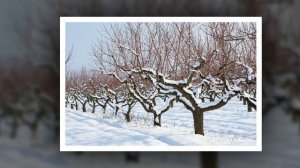 Зима. Рассказываем детям про зиму.