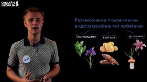 Размножение покрытосеменных растений. Видеоурок 22. Биология 6 класс