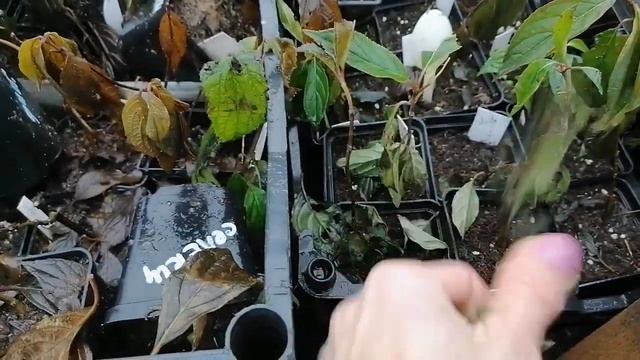 11 ноября 2023г. Навожу лоск...? смотреть онлайн