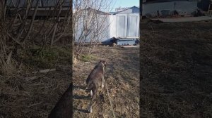 Дратхаар и городская кошка.