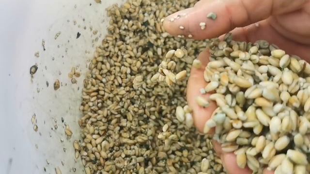 Наращивайте ТРИХОДЕРМУ МЕШКАМИ! Максимум защиты растений от корневых ГНИЛЕЙ всех мастей! смотреть онлайн