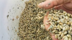 Наращивайте ТРИХОДЕРМУ МЕШКАМИ! Максимум защиты растений от корневых ГНИЛЕЙ всех мастей!