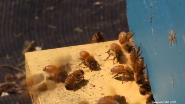 Почему РАССЛАИВАЕТСЯ и КРИСТАЛЛИЗУЕТСЯ МЕД смотреть онлайн