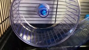 Хомячки джунгарские .     Клетка с лабиринтами для хомяков .