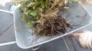 Магония подуболистная - пересадка взрослого куста. Отводки.