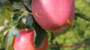 Яблоня обыкновенная Память Ульянищева (malus) ? обзор: как сажать, саженцы яблони Память Ульянищева